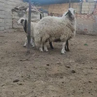 بره قوچی درجه یک