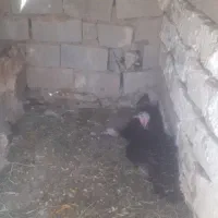 دوعدد بوقلمون  برنزه سالم یک سال و و دوسال کرچ هست