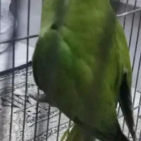 ملنگو نر