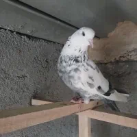 پرنده|پرنده|قم, شهرک مهدیه (مدرس)|دیوار