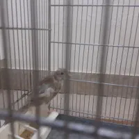 قناری ماده جفت سهره