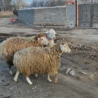 شیشک قوچ های مغان اصل