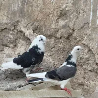 کفتر دهن خورده فوق‌العاده