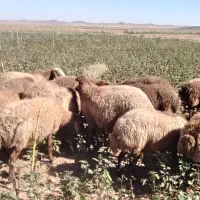 میش آبستن فروشی