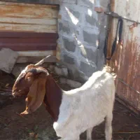 فروش‌بز‌ماده