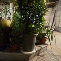 یکعدد گلدان یاس فرانسوی بزرگ
