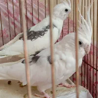 عروس هلندی نر ماده|پرنده|جوانرود, |دیوار