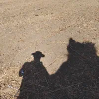 اجاره زمین کشاورزی|اجارهٔ دفتر صنعتی، کشاورزی، تجاری|میاندوآب, |دیوار