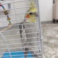 عروس هلندی رام وسالم|پرنده|بوکان, |دیوار