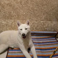 پیدا شده سگ