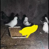 کبوتر|پرنده|رودسر, |دیوار