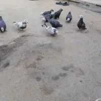 کبوتر  پلاکی بزک|پرنده|شیراز, گویم|دیوار