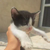بچه گربه