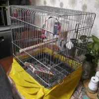قفس پرنده