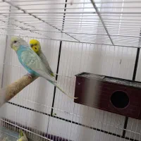 مرغ عشق رینبو با هفت رنگ