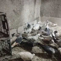 کبوتر|پرنده|گلستان (تهران), |دیوار