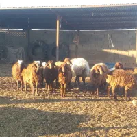 میش جوان چاق بزغاله|حیوانات مزرعه|اسفراین, |دیوار