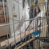 عروس پاریس زینتی حمیدیه|پرنده|حمیدیه, |دیوار