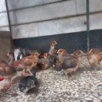 جوجه محلی