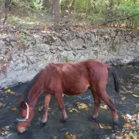 کره اسب۸ماه سالم سرحال تندتیز|اسب و تجهیزات اسب‌سواری|مریوان, |دیوار