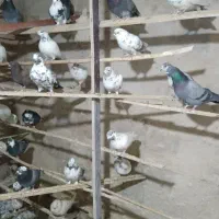 تعداد ۵۰ عددکبوتریکجا|پرنده|رباط‌کریم, الارد|دیوار