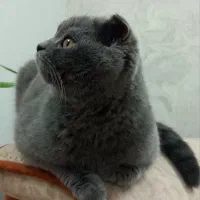 گربه ی اسکاتیش فولد پسر دارای شناسنامه|گربه|سبزوار, پاسداران|دیوار