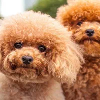 مربی رفتار شناس سگ