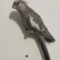 عروس هلندی نر