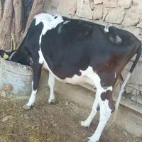 گاو دو رگه با گوساله نر|حیوانات مزرعه|مسجد سلیمان, |دیوار