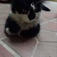 بچه‌گربه‌خانگی