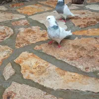 کبوتر