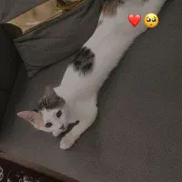 گمشده مژدگانی