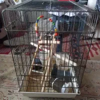 قفس 1032 سالم