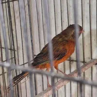 قناری سرخ سوخته نر مست