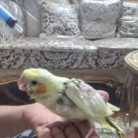 جوجه عروس هلندی|پرنده|تهران, یافت‌آباد|دیوار