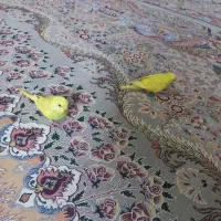 دوتامرغ عشق با هم ۷۰۰