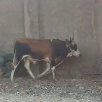 گوساله نر