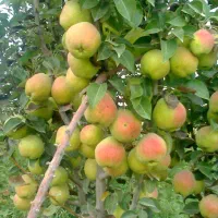 باغ فروشی  حصارگرمخان