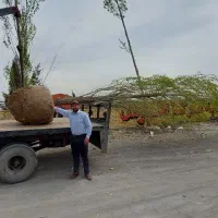 درخت چنار بن بالا ارتفاع۸ تا ۱۲ متر شاخه دار بزرگ|خدمات باغبانی و درختکاری|مشهد, فدک|دیوار
