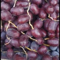 خرما  خوشه ای