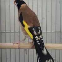 معاوضه سهره .قناری سرخ سفید