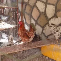 تخم نطفه دار