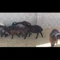 بره نر