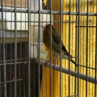 سره قناری نر