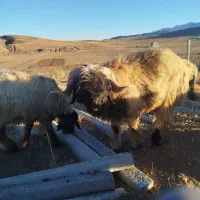 فروش بره قوچ|حیوانات مزرعه|فریدونشهر, |دیوار