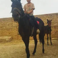اسب