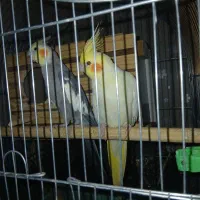 عروس هلندی مولد نر و ماده باقفس