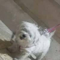 سگ شیتزو|سگ|میاندوآب, |دیوار