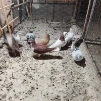 12عدد کبوتر رنگی