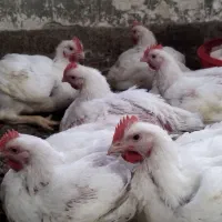 مرغ گوشتی ارگانیک|حیوانات مزرعه|فاضل آباد, |دیوار